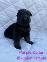 Purple Collar Female, a female German Shepherd Dog for sale in Callands, VA – 6 of 6