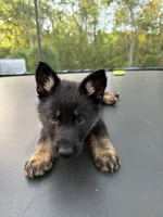 Purple Collar Female, a female German Shepherd Dog for sale in Callands, VA – 2 of 6