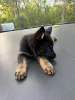 Purple Collar Female, a female German Shepherd Dog for sale in Callands, VA – 4 of 6