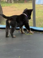 Purple Collar Female, a female German Shepherd Dog for sale in Callands, VA – 3 of 6