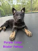 Purple Collar Female, a female German Shepherd Dog for sale in Callands, VA – 1 of 6