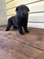 Orange Collar, a female German Shepherd Dog for sale in Callands, VA – 4 of 5