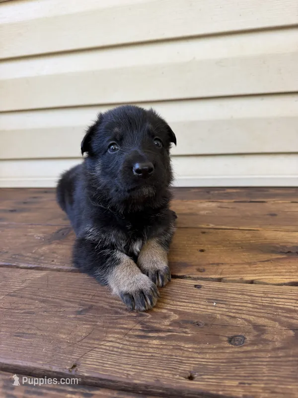 Red Collar – German Shepherd Dog puppy for sale in Callands, VA