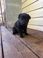 Orange Collar, a female German Shepherd Dog for sale in Callands, VA – 2 of 5