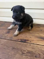 Brown Collar, a male German Shepherd Dog for sale in Callands, VA – 2 of 4