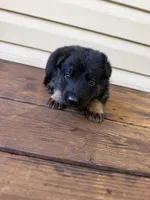 Red Collar, a male German Shepherd Dog for sale in Callands, VA – 2 of 4