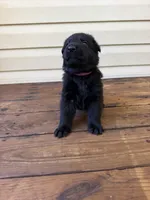 Dark Pink, a female German Shepherd Dog for sale in Callands, VA – 3 of 5