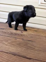 Light Blue Collar, a male German Shepherd Dog for sale in Callands, VA – 3 of 3