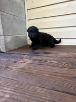 Dark Green Collar, a male German Shepherd Dog for sale in Callands, VA – 5 of 5