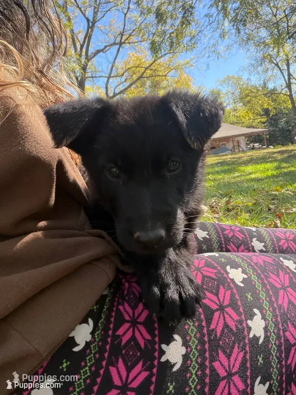 Light Blue Collar – German Shepherd Dog puppy for sale in Callands, VA
