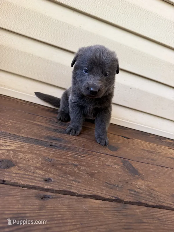 Dark Blue Collar – German Shepherd Dog puppy for sale in Callands, VA