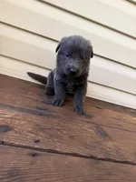 Dark Blue Collar, a male German Shepherd Dog for sale in Callands, VA – 1 of 5