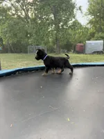 Blue Collar Male, a male German Shepherd Dog for sale in Callands, VA – 3 of 5