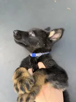 Blue Collar Male, a male German Shepherd Dog for sale in Callands, VA – 2 of 5