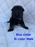 Blue Collar Male, a male German Shepherd Dog for sale in Callands, VA – 5 of 5