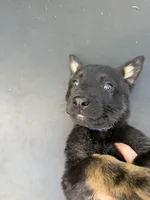 Blue Collar Male, a male German Shepherd Dog for sale in Callands, VA – 4 of 5