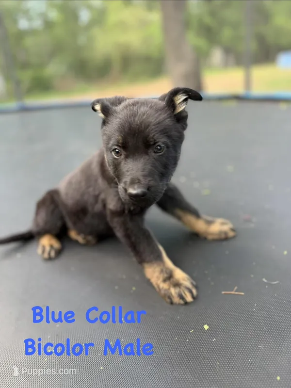 Blue Collar Male – German Shepherd Dog puppy for sale in Callands, VA