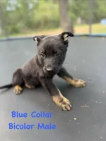 Blue Collar Male, a male German Shepherd Dog for sale in Callands, VA – 1 of 5