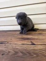 Dark Blue Collar, a male German Shepherd Dog for sale in Callands, VA – 4 of 5