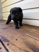 Lime Green Collar, a male German Shepherd Dog for sale in Callands, VA – 2 of 4