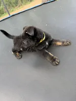 Yellow Collar Male, a male German Shepherd Dog for sale in Callands, VA – 4 of 5