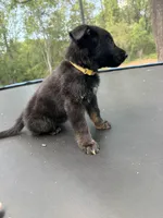 Yellow Collar Male, a male German Shepherd Dog for sale in Callands, VA – 3 of 5