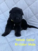 Yellow Collar Male, a male German Shepherd Dog for sale in Callands, VA – 5 of 5