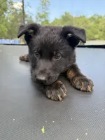 Yellow Collar Male, a male German Shepherd Dog for sale in Callands, VA – 2 of 5