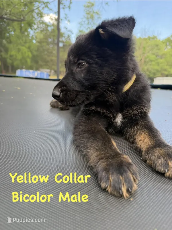 Yellow Collar Male – German Shepherd Dog puppy for sale in Callands, VA