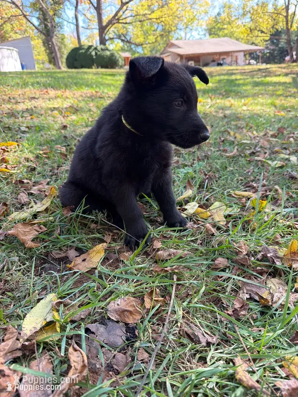Lime Green Collar – German Shepherd Dog puppy for sale in Callands, VA