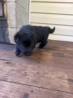 Dark Pink, a female German Shepherd Dog for sale in Callands, VA – 5 of 5