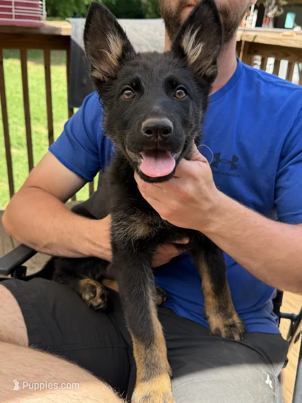 Purple Collar Female – German Shepherd Dog puppy for sale in Callands, VA