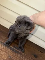 Dark Blue Collar, a male German Shepherd Dog for sale in Callands, VA – 2 of 5