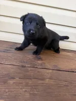 Orange Collar, a female German Shepherd Dog for sale in Callands, VA – 3 of 5