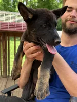 Pink Collar Female, a female German Shepherd Dog for sale in Callands, VA – 2 of 7