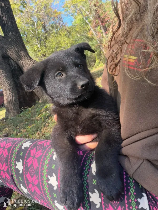Yellow Collar – German Shepherd Dog puppy for sale in Callands, VA