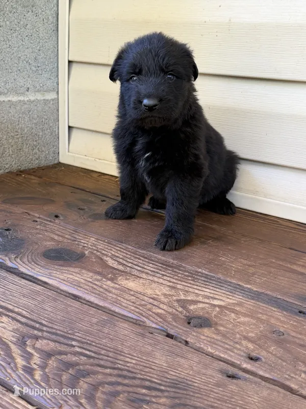 Dark Green Collar – German Shepherd Dog puppy for sale in Callands, VA