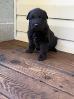 Dark Green Collar, a male German Shepherd Dog for sale in Callands, VA – 1 of 5
