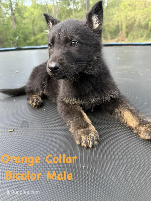 Orange Collar Male – German Shepherd Dog puppy for sale in Callands, VA