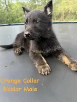 Orange Collar Male, a male German Shepherd Dog for sale in Callands, VA – 1 of 6