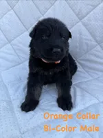 Orange Collar Male, a male German Shepherd Dog for sale in Callands, VA – 6 of 6