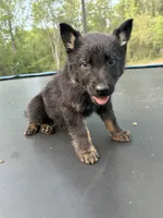 Orange Collar Male, a male German Shepherd Dog for sale in Callands, VA – 5 of 6