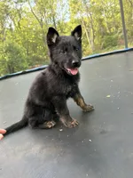 Orange Collar Male, a male German Shepherd Dog for sale in Callands, VA – 4 of 6