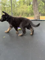 Orange Collar Male, a male German Shepherd Dog for sale in Callands, VA – 3 of 6