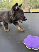 Orange Collar Male, a male German Shepherd Dog for sale in Callands, VA – 2 of 6