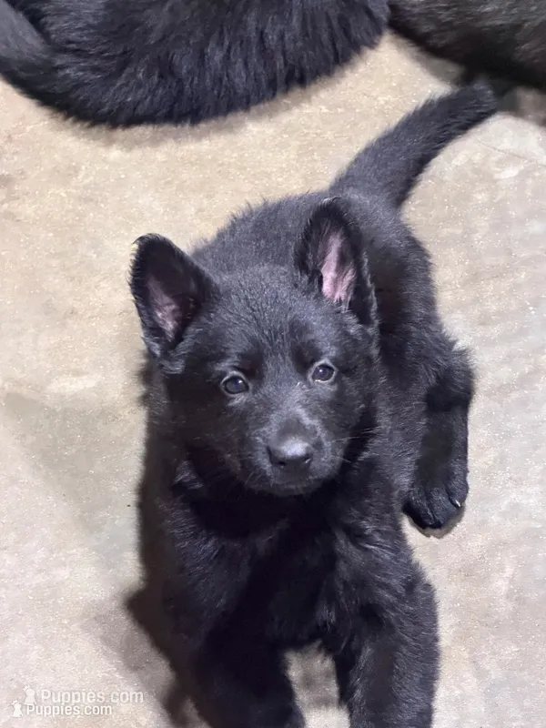 Dark Pink – German Shepherd Dog puppy for sale in Callands, VA