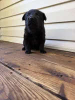 Lime Green Collar, a male German Shepherd Dog for sale in Callands, VA – 4 of 4