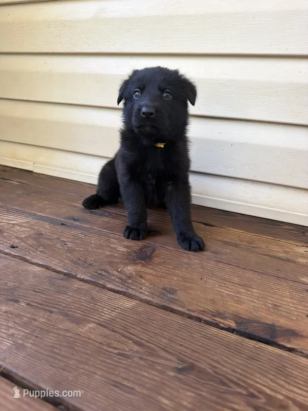 Yellow Collar – German Shepherd Dog puppy for sale in Callands, VA