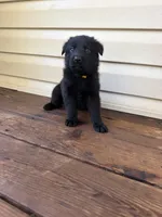Yellow Collar, a female German Shepherd Dog for sale in Callands, VA – 1 of 5
