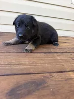 Red Collar, a male German Shepherd Dog for sale in Callands, VA – 4 of 4